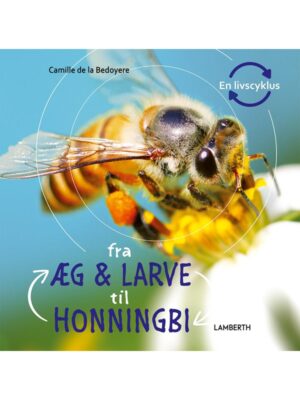 Fra æg og larve til honningbi - Børnebog - hardcover